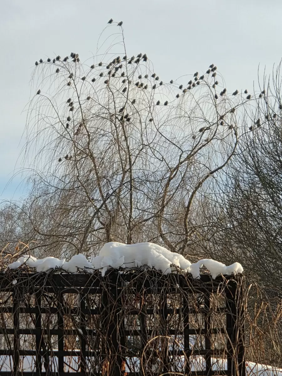 Арабисы: универсальные растения для вашего сада