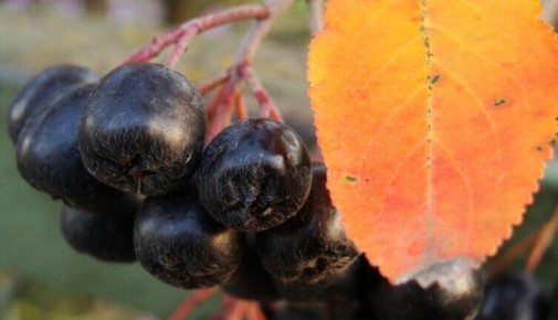 ������ ������������ ���������: ��� �� � ����� ����� ����������