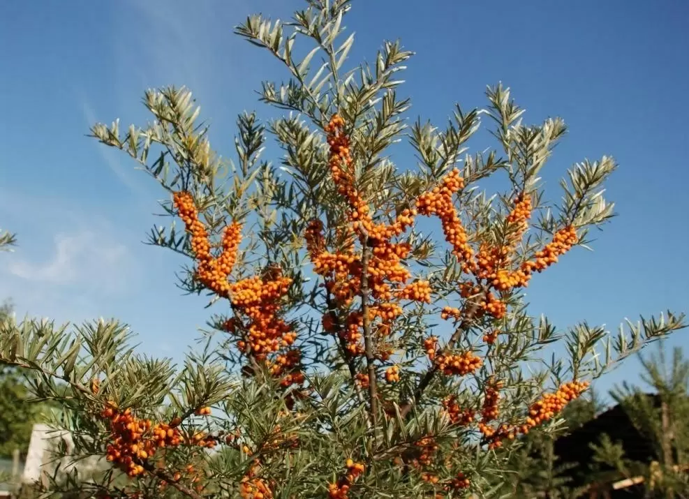 Успех в садоводстве: секреты ухода за облепихой для богатого урожая