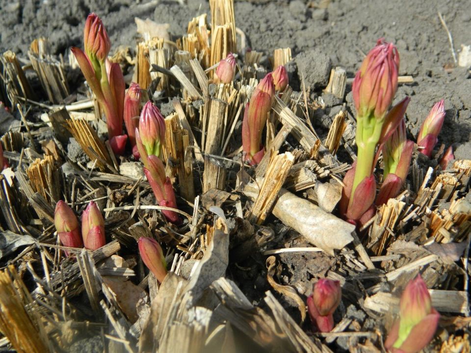 �������� ������� ���������� ����� ��� ��������� ������