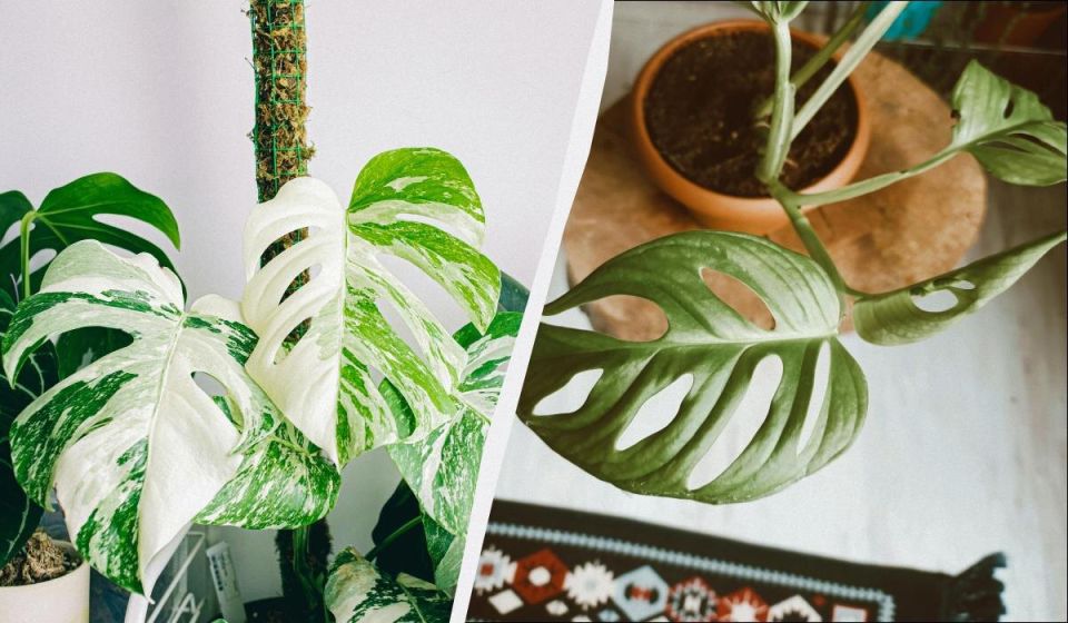 ������ �������� ����� ����� ��������� ��� ������ ����: ��� ����������� �������