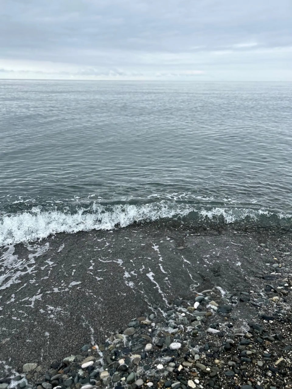 На побережье Анапы обнаружили сотни мёртвых птиц, покрытых нефтью