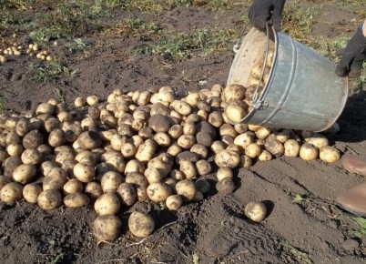 ��� ��������� ��������� �� ������� �����: ������� ������� ��������