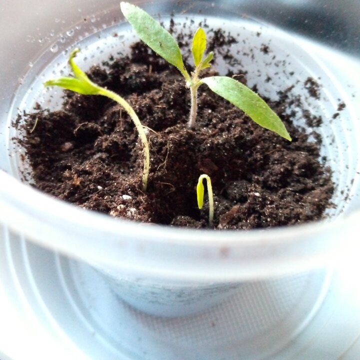 ������, ������� ����� �������: ��� ������������ ����� ����� ��������� ��������������