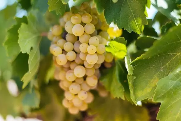 Наблюдение о Мальвазии: аромат и практичность сорта для дома и сада