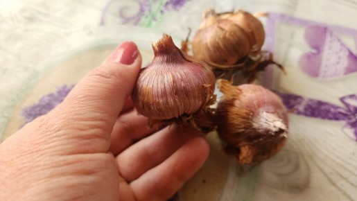 Тайны успешного цветения: когда доставать гладиолусы из хранилища?