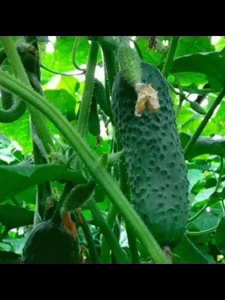 ������ ������: ��������� ����� ��� ������ �������