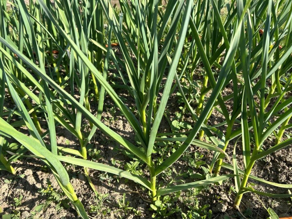 ������������ �������: ���������� �������� ������� � ������� �������� ������ �����