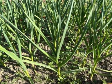 Почувствуйте разницу: правильное удаление стрелок у чеснока увеличит урожай вдвое