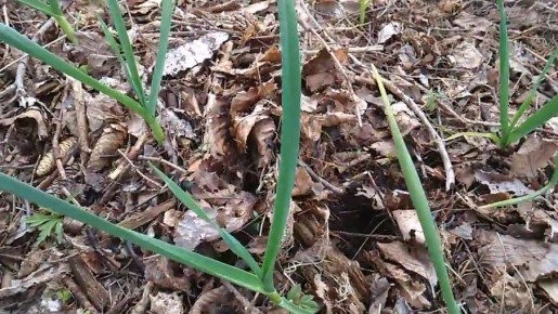 Как мульчирование опавшими листьями помогает озимому чесноку: секреты урожайности