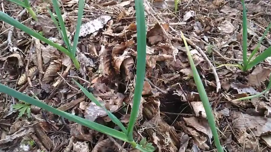 Как мульчирование опавшими листьями помогает озимому чесноку: секреты урожайности