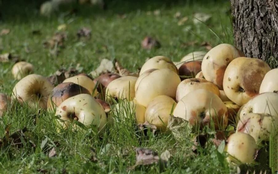 ����� ���������� ����������� ������ ��� �������: �������� � �������� ����