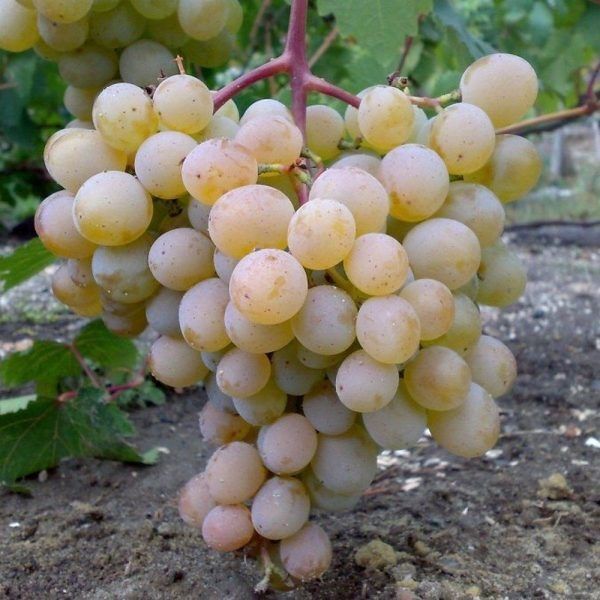 �������� ������ ���������: ������-��������� ������ ��� ������ ����