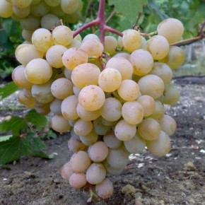 Виноград мускат Голодриги: медово-мускатный шедевр для вашего сада