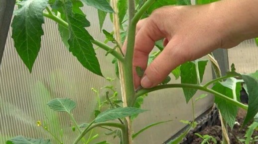 Пасынкование томатов: как избежать распространенных ошибок и сохранить урожай