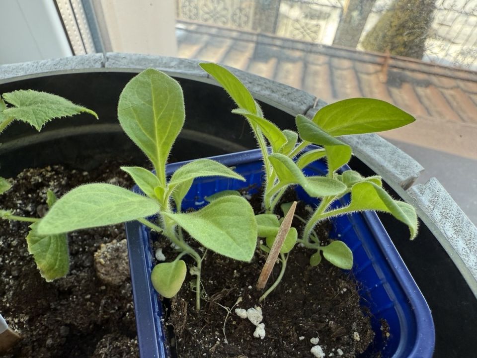 ��� �������� ��������� ����� �������: ����� ����������� ����� ������