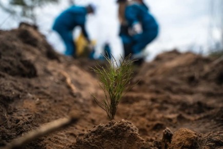 На посадку леса – все вместе!