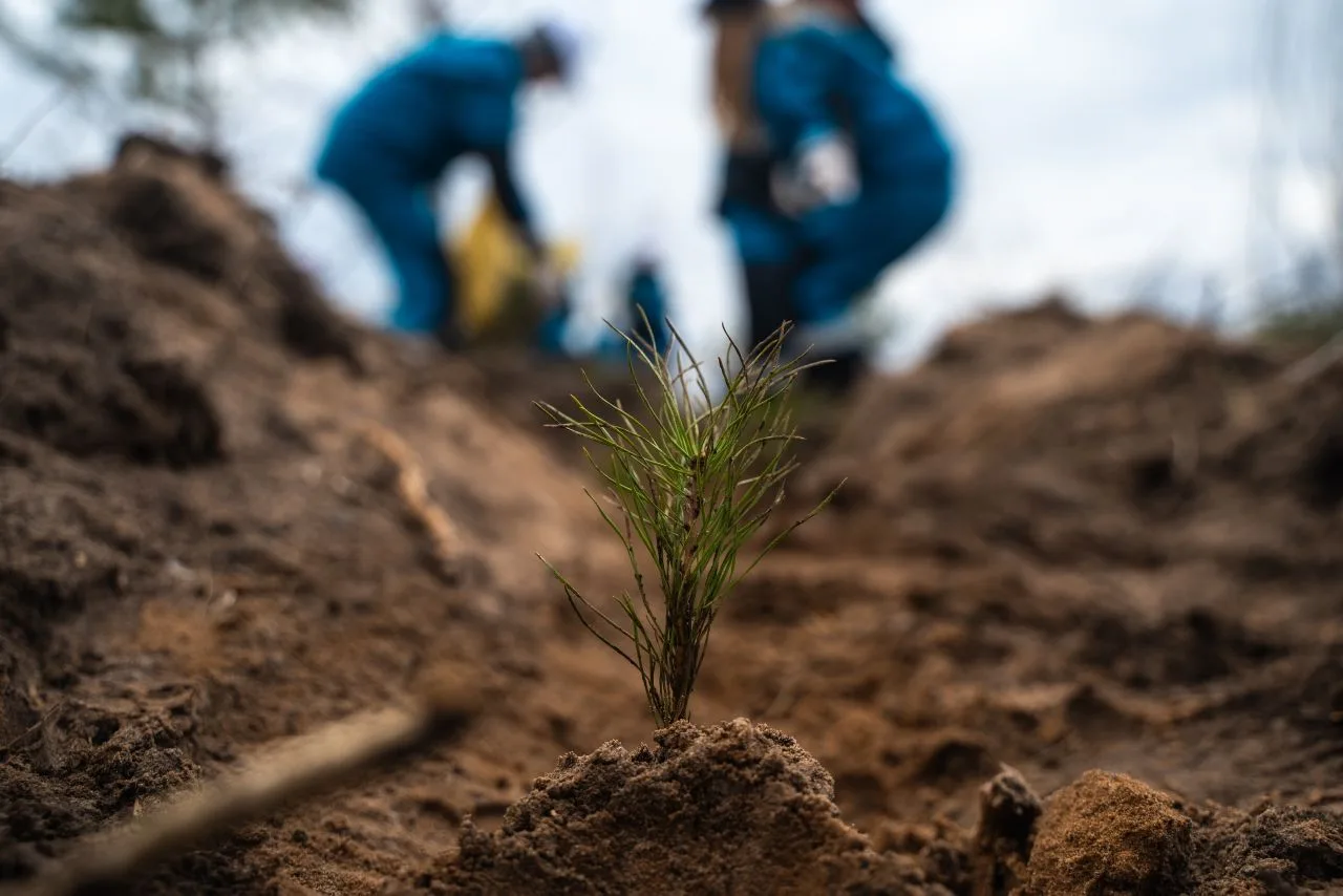 На посадку леса – все вместе!