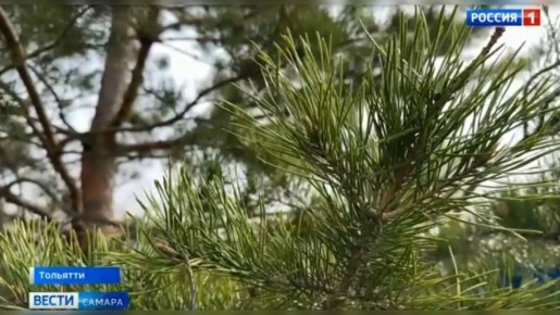 В Тольятти высадили более 315 тысяч деревьев после пожаров 2010 года