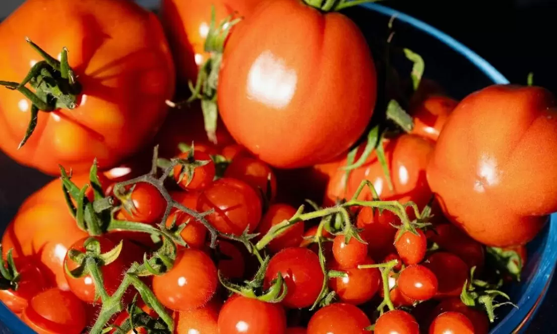 Томаты в открытом грунте: как вырастить настоящие, вкусные плоды