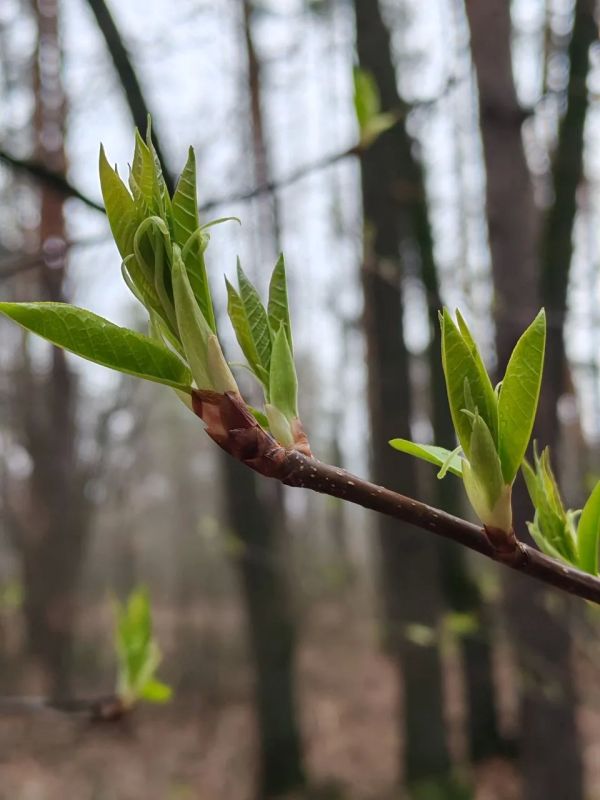 ������ ����, ��������!. �� ��������� 15 ������