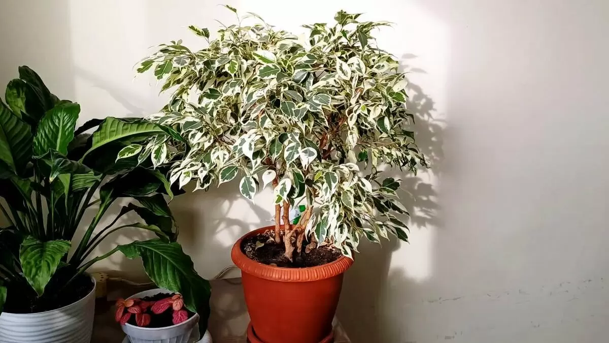 Как вырастить великолепный фикус: секреты ухода за зеленым любимцем