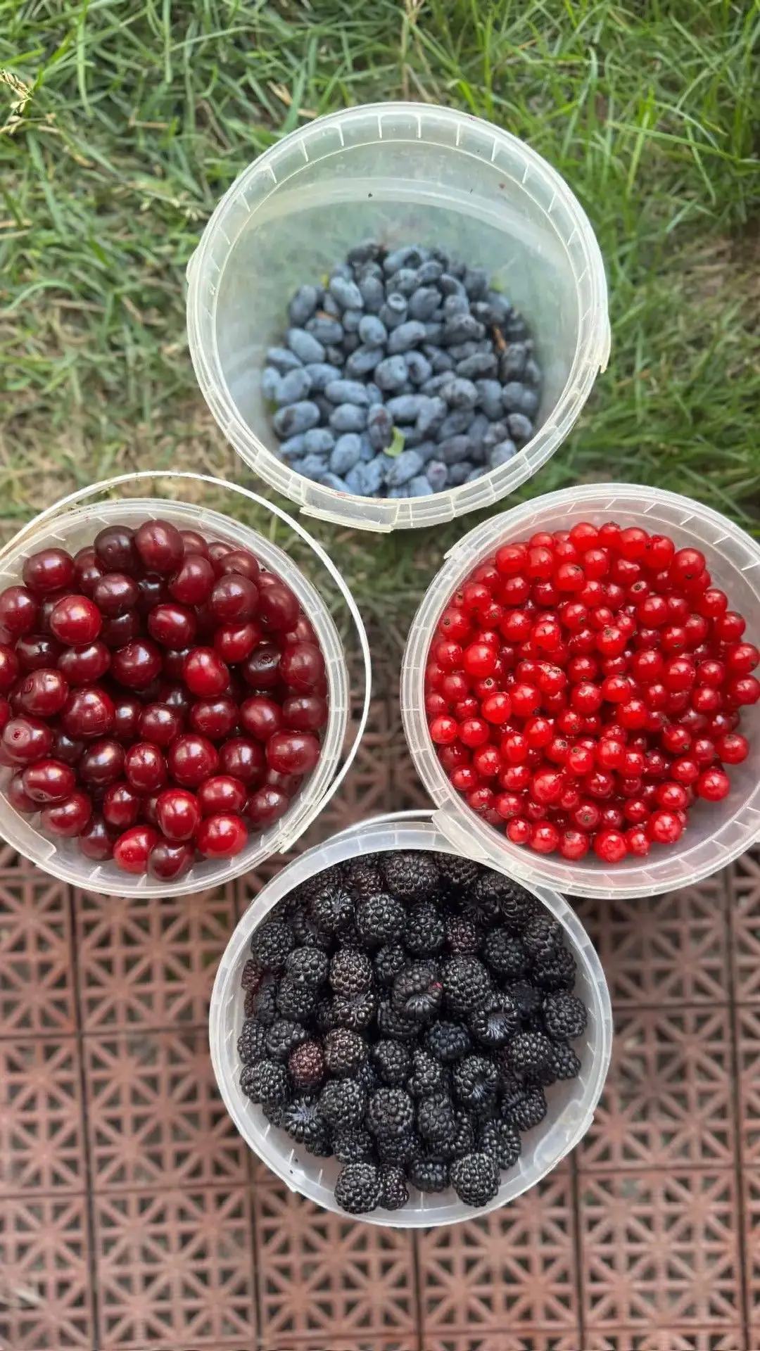 Ученые назвали ягоду, которая помогает от воспаления дёсен