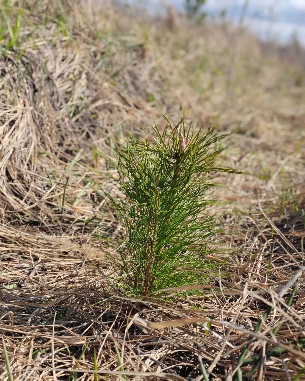 В администрации Тольятти прошло заседание экологического совета В администрации Тольятти прошло заседание экологического совета