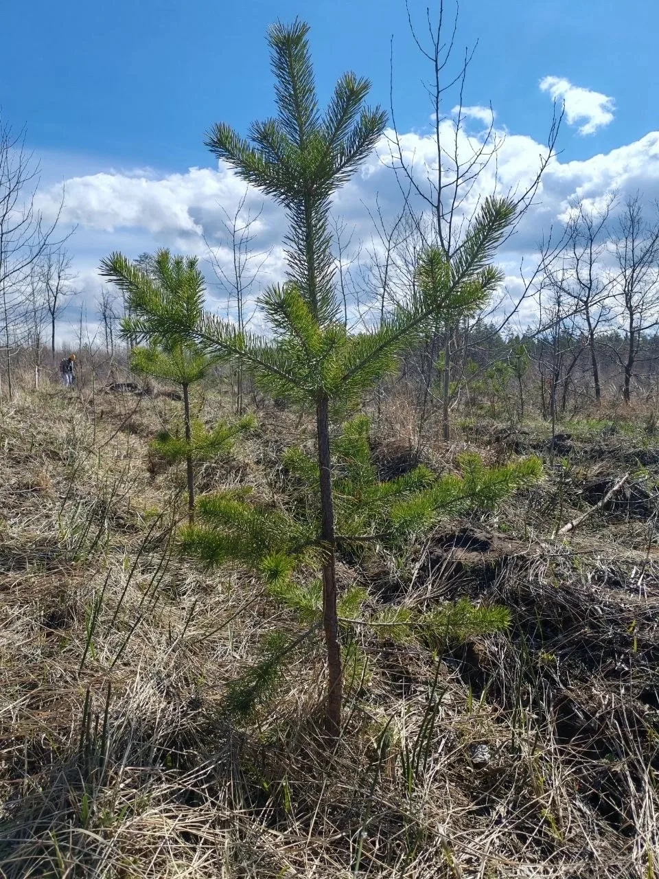 В администрации Тольятти прошло заседание экологического совета В администрации Тольятти прошло заседание экологического совета