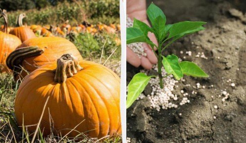 ��������� ����� ����� 1246 �����������: ��� ��� ��������?