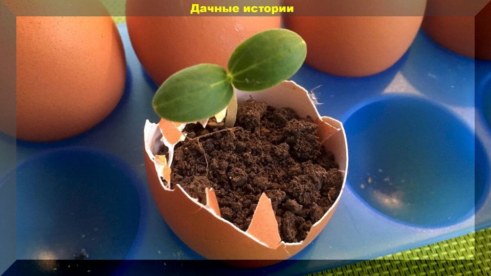 ��� ������ �������� ������������ � �������� ��������� ��� �������: ������� ������ ������ � ��������� ������