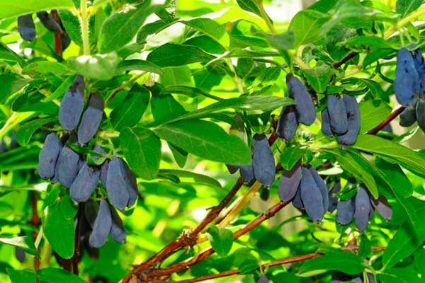 ��������� �������: ������� ��������� ����������� � �����������