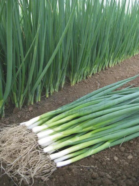 ��� �������: ��������� ����� ��� ������ �������