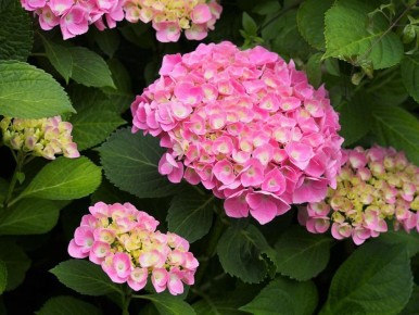 ��� ������� ��������� ������� ���������: ������ ��� ���������