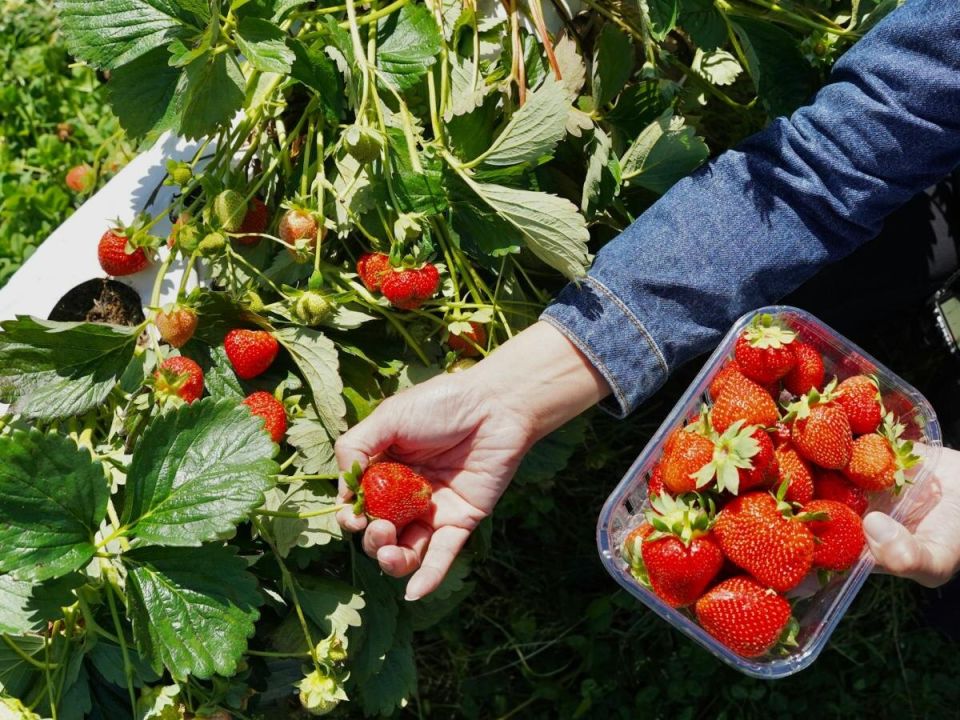 ��� ����� ��������� ������ ��������: ������� ��������� �����������