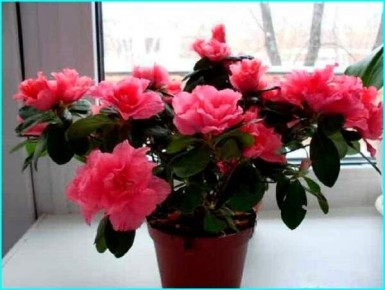 �������� ��������: ��� ��� ����������� ������������ � ������ �� �����