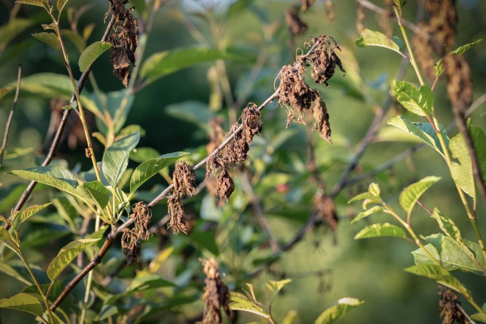 ��� ������ �������� ������� �� ��������� � ������: �������� ������