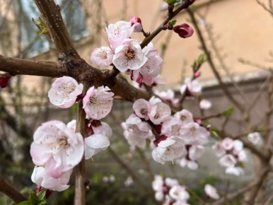 ������ ����, ��������!. �� ��������� 24 ������