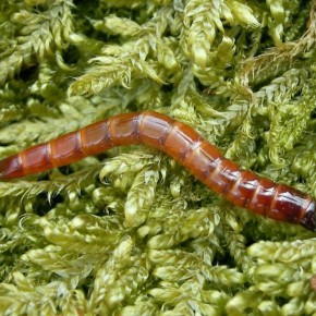 ����������� ������� ������ � ��������������: ������ ������ ������