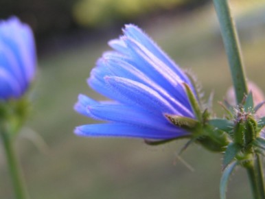 �������: ����-������� ��� ������ ������� � ��������