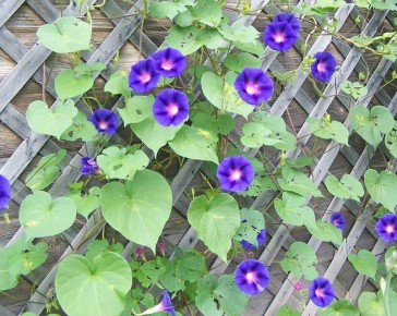 ����� � �������: ���������� �������� ����� �����