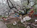 Доброе утро, Тольятти!. На календаре 12 мая