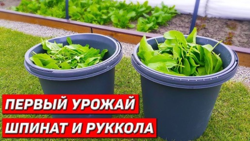 ������ � �������: ������� ��������� ����������� ������