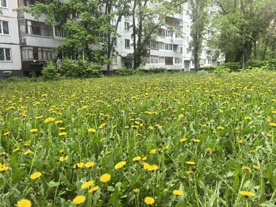 Знаете ли вы, что этот желтый цветок, который мы часто считаем обычным сорняком, на самом деле является кладезем пользы? Знаете ли вы, что этот желтый цветок, который мы часто считаем обычным сорняком, на самом деле является кладезем пользы?