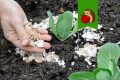 Яичная скорлупа для капусты – незаменимый помощник