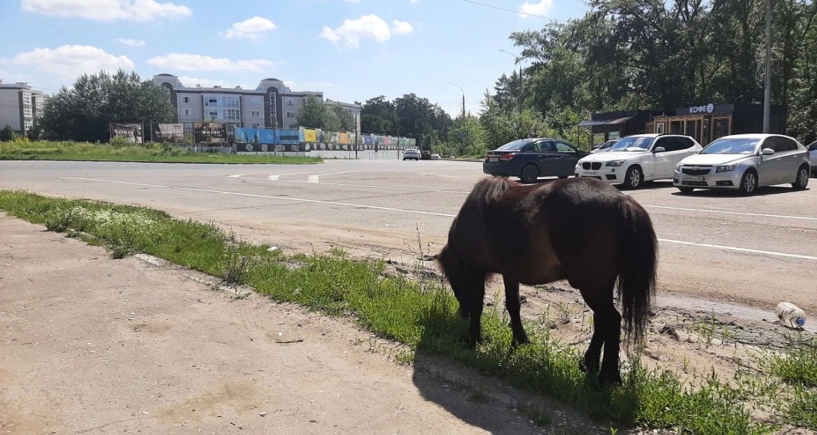 Чей пони?. Подписчики нам прислали фотографии пони, который гуляет на въезде в Зеленку (на кольце) Чей пони?. Подписчики нам прислали фотографии пони, который гуляет на въезде в Зеленку (на кольце)