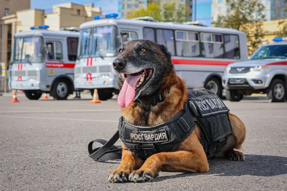 Прямо сейчас в Санкт-Петербурге на стадионе «СКА Арена» военнослужащие специального мотризованного Измайловского полка Северо-Западного округа Росгвардии и сотрудники ОМОН «Бастион» Росгвардии обеспечивают безопасность матча... Прямо сейчас в Санкт-Петербурге на стадионе «СКА Арена» военнослужащие специального мотризованного Измайловского полка Северо-Западного округа Росгвардии и сотрудники ОМОН «Бастион» Росгвардии обеспечивают безопасность матча...