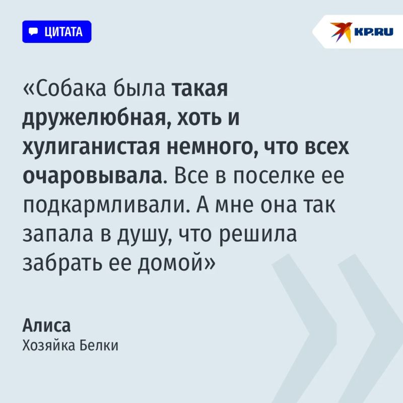 100 км на разных видах транспорта: собака-путешественница из Кинеля Белка вернулась домой 100 км на разных видах транспорта: собака-путешественница из Кинеля Белка вернулась домой