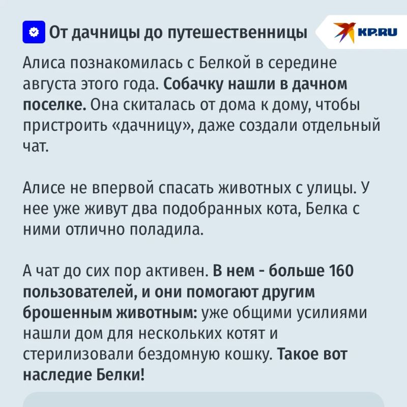 100 км на разных видах транспорта: собака-путешественница из Кинеля Белка вернулась домой 100 км на разных видах транспорта: собака-путешественница из Кинеля Белка вернулась домой